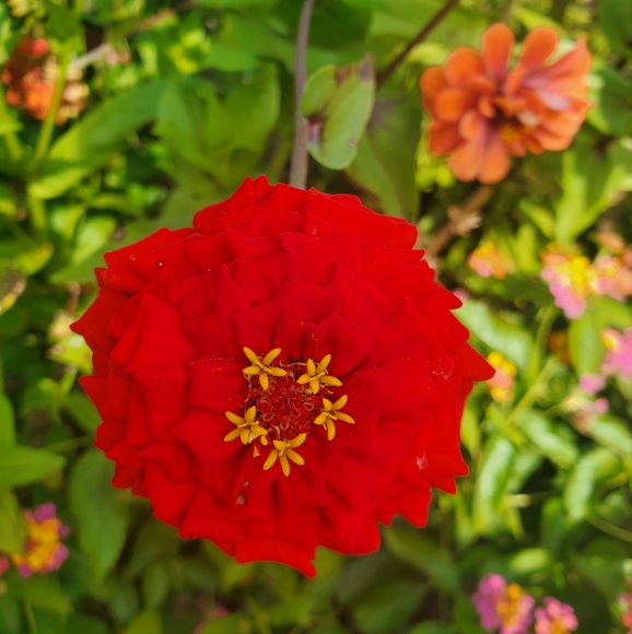 Show Notification, Like ❤️ To Be Notified - Picture 6 of 14